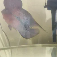 ماهی فلاور هورن اصل|ماهی|شهرکرد, |دیوار