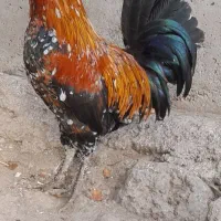 خروس گلین قرمز