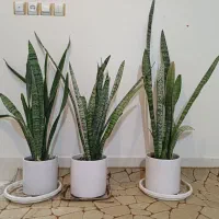 گل سانسوریا، کوزه سفید سرامیکی