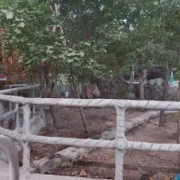 باغبانی وتمیز کاری باغات|خدمات باغبانی و درختکاری|یزد, |دیوار