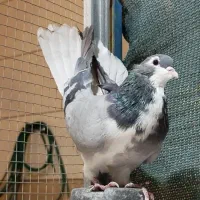 دمگیر نر زنجیره ای و مفلق کر ماده زنجیره ای