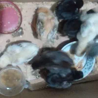 ۸ جوجه لاری