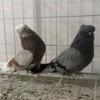 کبوتر نوک قنار و نوک ریز