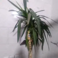سیم کارت همراه اول