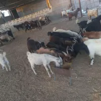 تعدادی کهره و بره|حیوانات مزرعه|خورموج, |دیوار