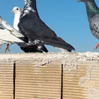 6کفتر نر جهت برکت