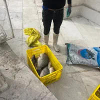 فروش ماهی کپور طلایی|ماهی|رباط‌کریم, رباط‌کریم|دیوار