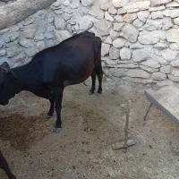 سلام