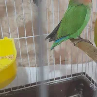 کوتوله برزیلی صورت هلویی بازیگوش|پرنده|قم, شهرک توانیر|دیوار