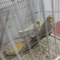 عروس هلندی