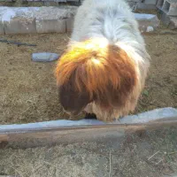 قوچ بختیاری اصل