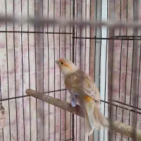 قناری ماده سهره دارابی|پرنده|فسا, |دیوار