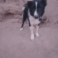 سگ چنبر یک ساله|حیوانات مزرعه|خمینی‌شهر, |دیوار