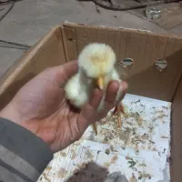 جوجه سلطان|حیوانات مزرعه|پاکدشت, خاتون آباد|دیوار