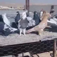 کفتر|پرنده|شیراز, قلات|دیوار