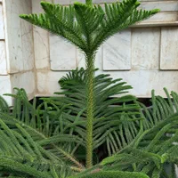 کاج مطبق سرحال|گل و گیاه طبیعی|رشت, آب و برق|دیوار