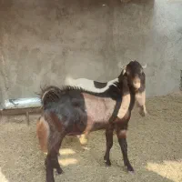 یک عدد بز آبستن درجه یک پازن درجه یک