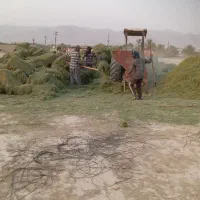 یونجه خرمن|حیوانات مزرعه|بهبهان, |دیوار