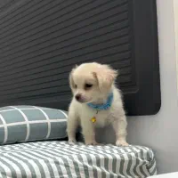 اسپیتزر پامر