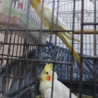 عروس هلندی|پرنده|امیدیه, |دیوار