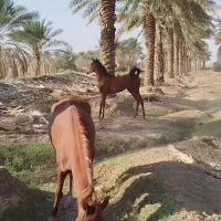 اسب باکره