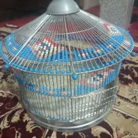 جوجه سهره