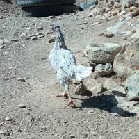 لاری|حیوانات مزرعه|سربیشه, |دیوار