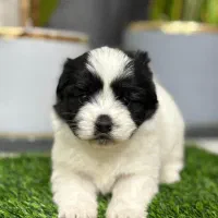 شیتزو پاندایی فقط 2900