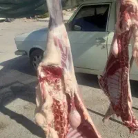 گوشت بره|حیوانات مزرعه|مسجد سلیمان, |دیوار