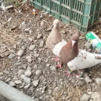 یک جفت سینه پاک