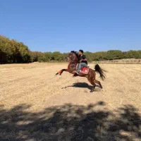 اسب