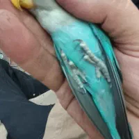 طوطی برزیلی