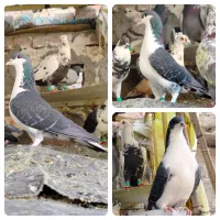 کبوتر ماده