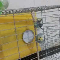 عروس هلندی ومرغ عشق|پرنده|نورآباد, |دیوار