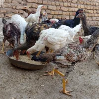 تخم مرغ لاری نطفه دار|حیوانات مزرعه|قزوین, |دیوار