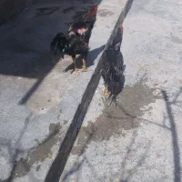 با سلام فروش دوعدد لاری یک ساله ق سه میلیون پانصد