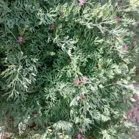 شاه تره|خوردنی و آشامیدنی|بناب, |دیوار