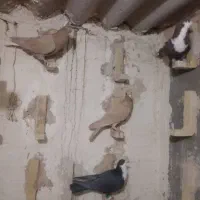 کرواتی وزردکرمونی وجوجه کاکلی|پرنده|تربت‌حیدریه, شهرک ولیعصر|دیوار