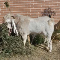 بز گلابی اصیل با بزغاله