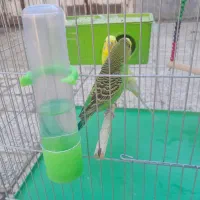 مرغ عشق|پرنده|مرودشت, ژیان|دیوار