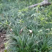 چمن یال اسبی