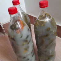 خیارشوراعلا خراسان|خوردنی و آشامیدنی|تهران, ونک|دیوار