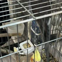 عروس هلندی|پرنده|تهران, هفده شهریور|دیوار