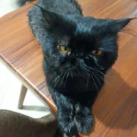 گربه نر سیاه پرشین آماده جفت گیری