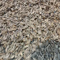 تخمه آفتابگردان به شرط تازگی