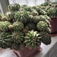 گل کاکتوس|گل و گیاه طبیعی|پیر بکران, |دیوار