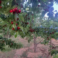 باغ بزرگ‌کوچک حاشیه رودخانه شهرسامان پل زمانخان