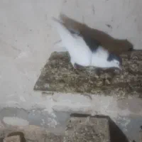 کبوتر|پرنده|بجنورد, |دیوار