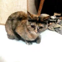 واگذاری 2 تا گربه نر و ماده فوری|گربه|مشهد, طبرسی شمالی|دیوار