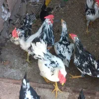 فروش مرغ وخروس گلین